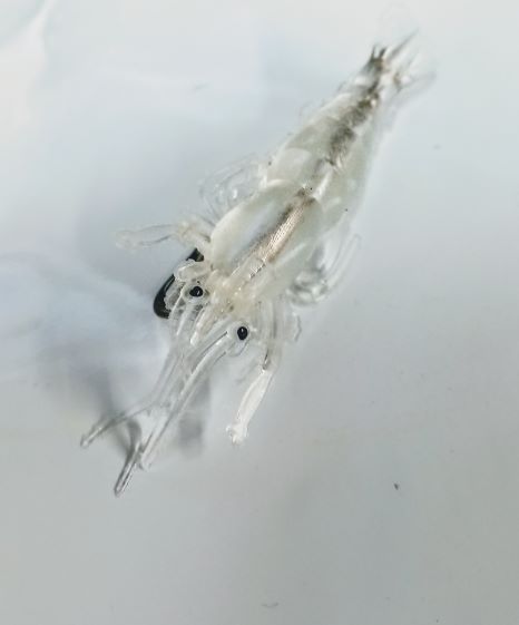 Shrimp bait for salt water or Fresh it could be used as a grass shrimp -  Get Hooked Magic Baits